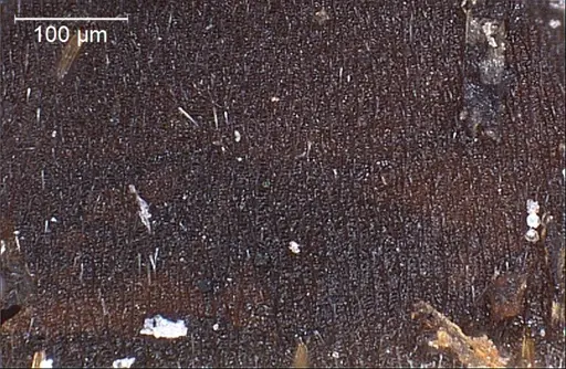 Formica japonica specimen ANTWEB1008415 image antweb1008415_1