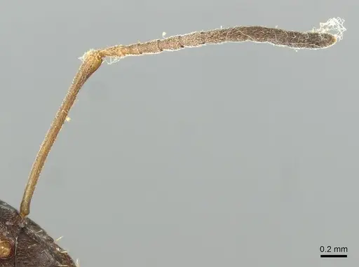Formica kozlovi specimen CASENT0913645 image casent0913645_3