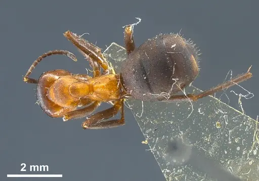 Formica kupyanskayae specimen ANTWEB1041262 image antweb1041262_1