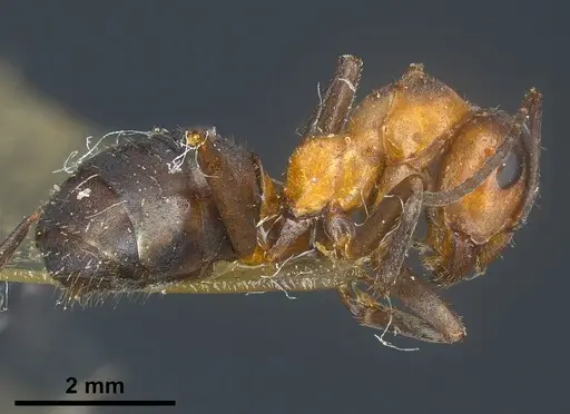 Formica kupyanskayae specimen ANTWEB1041262 image antweb1041262_5