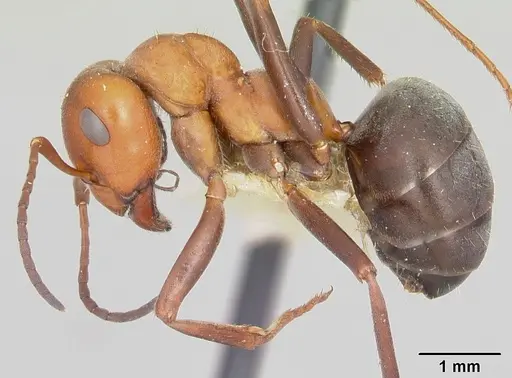 Formica laeviceps specimen CASENT0103372 image casent0103372_3