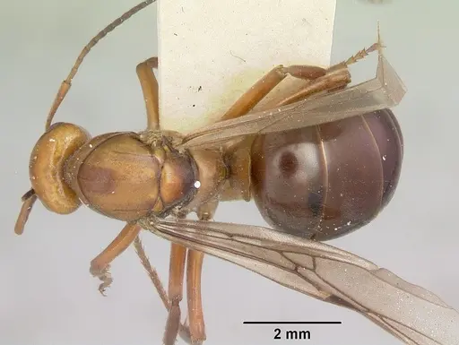 Formica laeviceps specimen CASENT0103373 image casent0103373_1