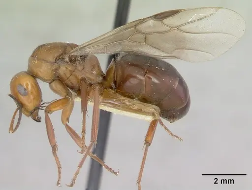 Formica laeviceps specimen CASENT0103373 image casent0103373_4
