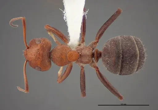 Formica laeviceps specimen FMNHINS0000062708 image fmnhins0000062708_1