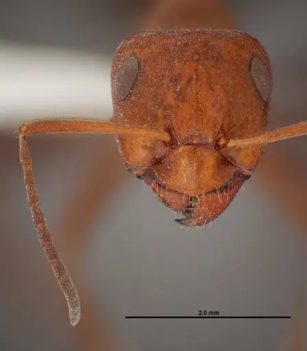 Formica laeviceps specimen FMNHINS0000062708 image fmnhins0000062708_2