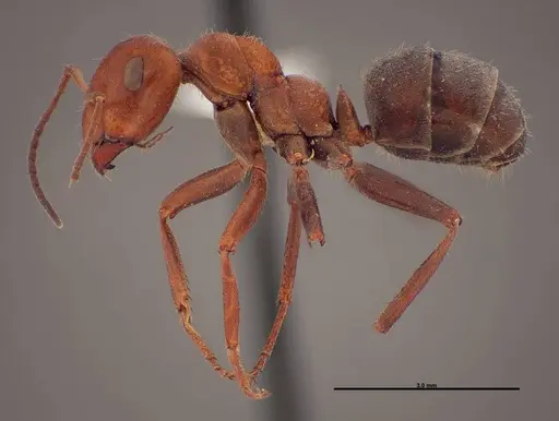 Formica laeviceps specimen FMNHINS0000062708 image fmnhins0000062708_3