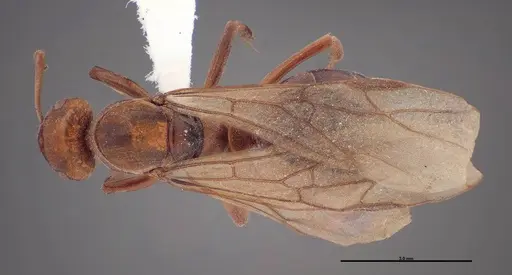 Formica laeviceps specimen FMNHINS0000062710 image fmnhins0000062710_1