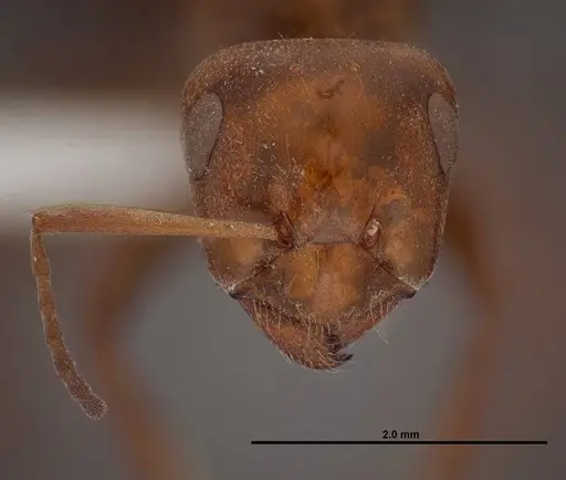 Formica laeviceps specimen FMNHINS0000062710 image fmnhins0000062710_2