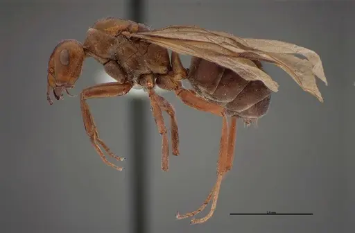 Formica laeviceps specimen FMNHINS0000062710 image fmnhins0000062710_3