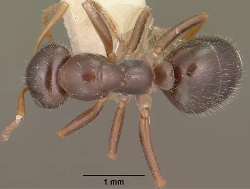 Formica lasioides specimen CASENT0102797 image casent0102797_1
