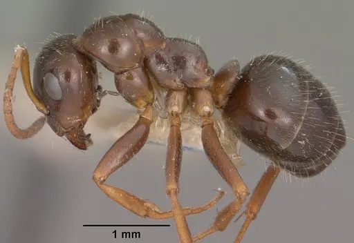 Formica lasioides specimen CASENT0102797 image casent0102797_3