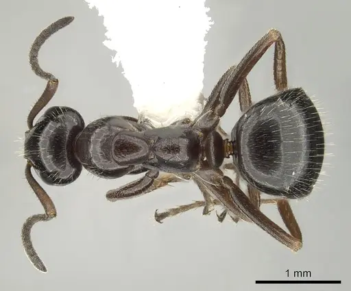Formica lasioides specimen CASENT0280338 image casent0280338_1
