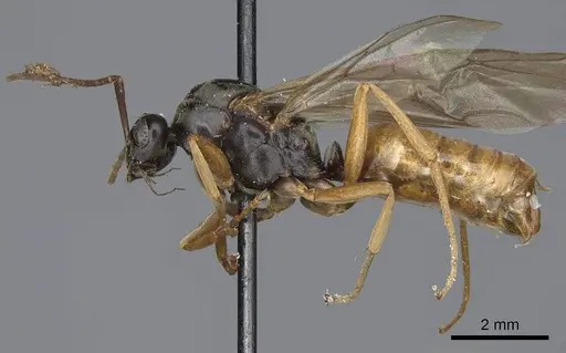Formica lasioides specimen CASENT0923046 image casent0923046_3