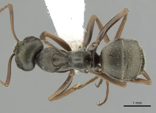 Formica lemani specimen CASENT0280391 image casent0280391_1