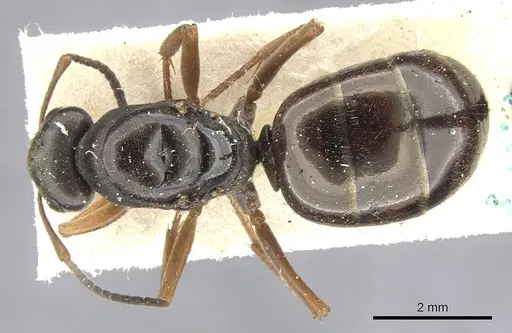 Formica lemani specimen CASENT0903270 image casent0903270_1