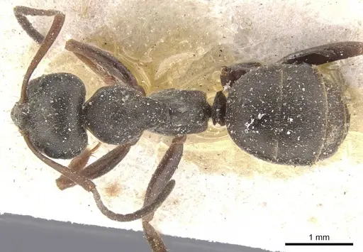 Formica lemani specimen CASENT0912263 image casent0912263_1
