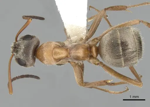 Formica lepida specimen CASENT0280356 image casent0280356_1