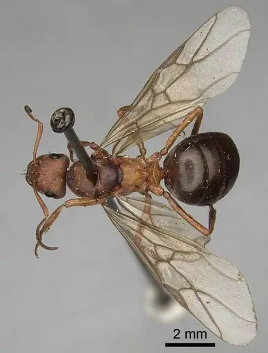 Formica lepida specimen CASENT0923047 image casent0923047_2