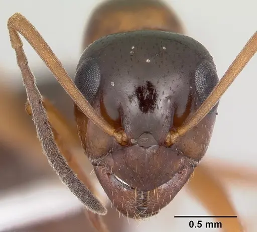 Formica limata specimen CASENT0104868 image casent0104868_2