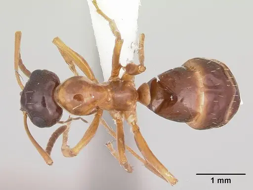 Formica limata specimen CASENT0104881 image casent0104881_1