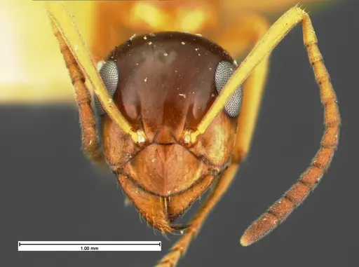 Formica limata specimen CASENT0105602 image casent0105602_2