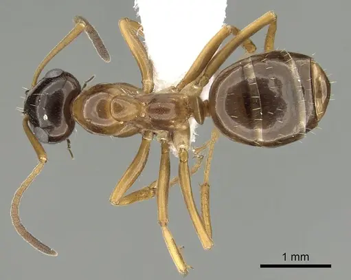 Formica limata specimen CASENT0280340 image casent0280340_1