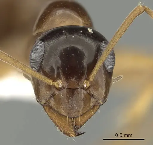 Formica limata specimen CASENT0280340 image casent0280340_2