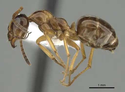 Formica limata specimen CASENT0280340 image casent0280340_3