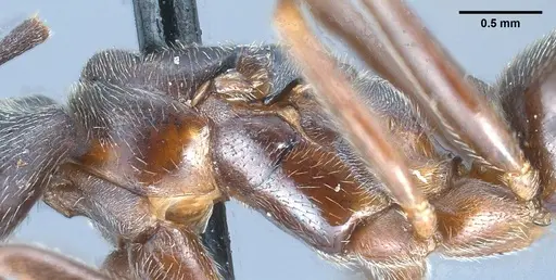 Formica longiceps specimen ANTWEB1008407 image antweb1008407_4