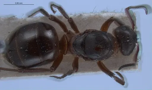 Formica lugubris specimen ANTWEB1008416 image antweb1008416_1
