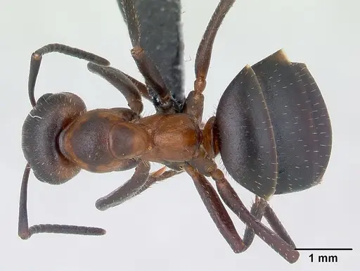 Formica lugubris specimen CASENT0127733 image casent0127733_1