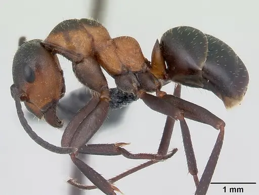 Formica lugubris specimen CASENT0127733 image casent0127733_3