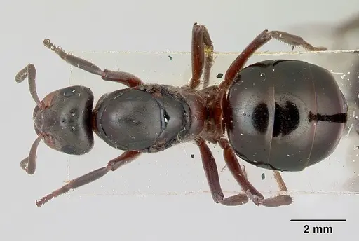 Formica lugubris specimen CASENT0173009 image casent0173009_1