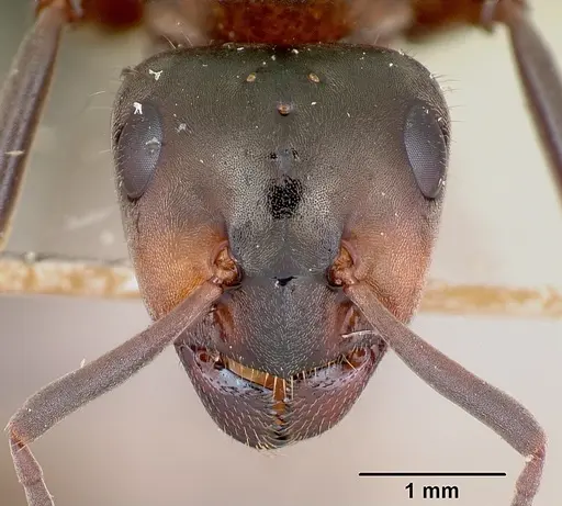 Formica lugubris specimen CASENT0173009 image casent0173009_2