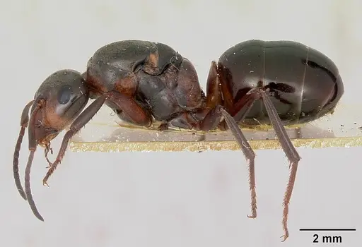 Formica lugubris specimen CASENT0173009 image casent0173009_3