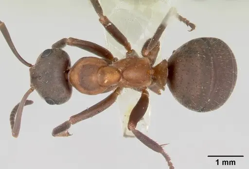 Formica lugubris specimen CASENT0173010 image casent0173010_1
