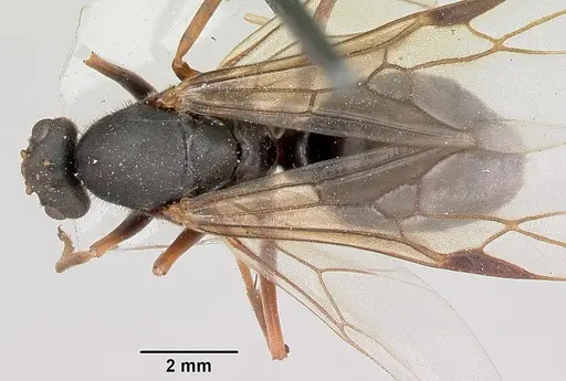 Formica lugubris specimen CASENT0173011 image casent0173011_1