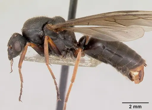Formica lugubris specimen CASENT0173011 image casent0173011_4