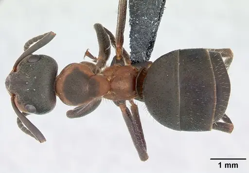 Formica lugubris specimen CASENT0173155 image casent0173155_1
