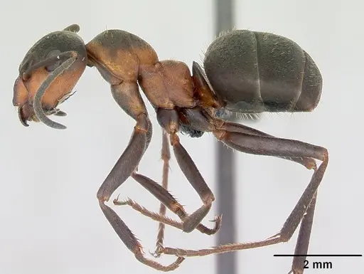Formica lugubris specimen CASENT0173155 image casent0173155_3