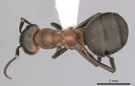 Formica lugubris specimen CASENT0280407 image casent0280407_1