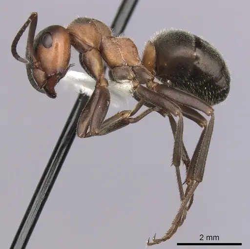 Formica lugubris specimen CASENT0280407 image casent0280407_3