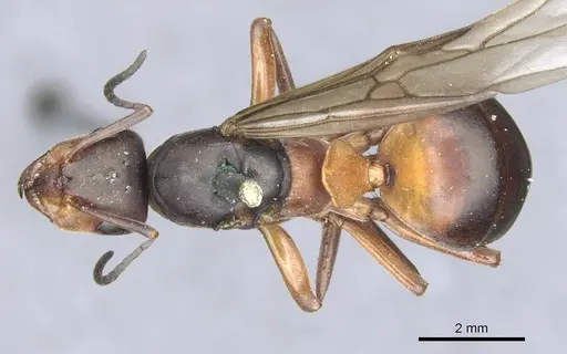 Formica lugubris specimen CASENT0903278 image casent0903278_1