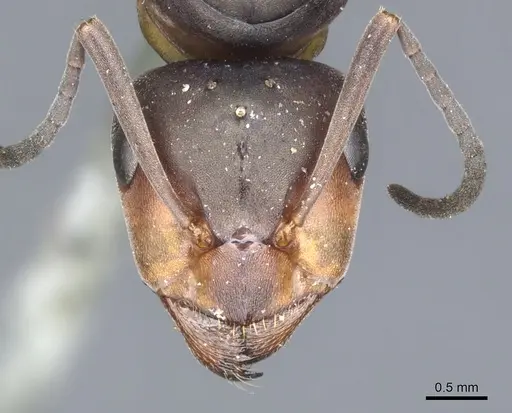 Formica lugubris specimen CASENT0903278 image casent0903278_2