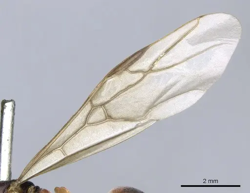 Formica lugubris specimen CASENT0903278 image casent0903278_4