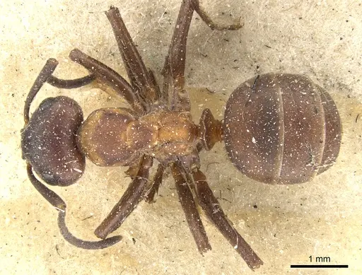 Formica lugubris specimen CASENT0903279 image casent0903279_1