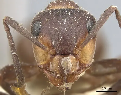 Formica lugubris specimen CASENT0903279 image casent0903279_2