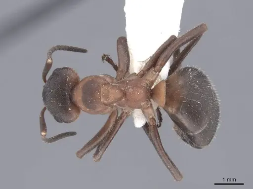 Formica lugubris specimen FMNHINS0000046319 image fmnhins0000046319_1