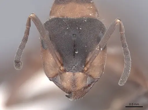 Formica lugubris specimen FMNHINS0000046319 image fmnhins0000046319_2