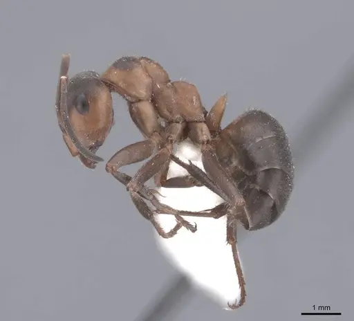 Formica lugubris specimen FMNHINS0000046319 image fmnhins0000046319_3